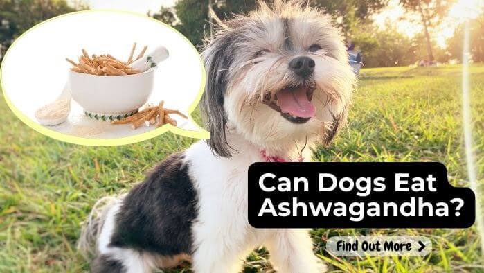 Can Dogs Eat Ashwagandha