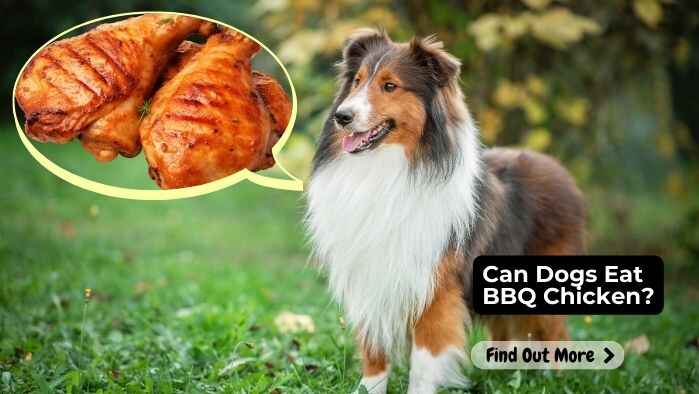 Can Dogs Eat BBQ Chicken