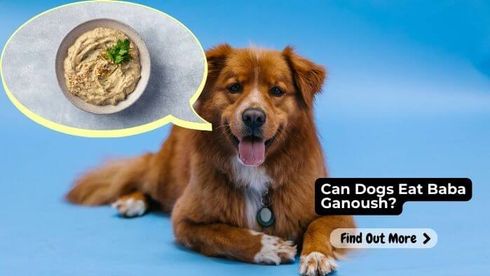 Can Dogs Eat Baba Ganoush