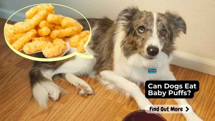 Can Dogs Eat Baby Puffs