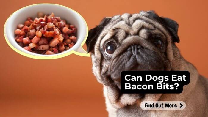 Can Dogs Eat Bacon Bits