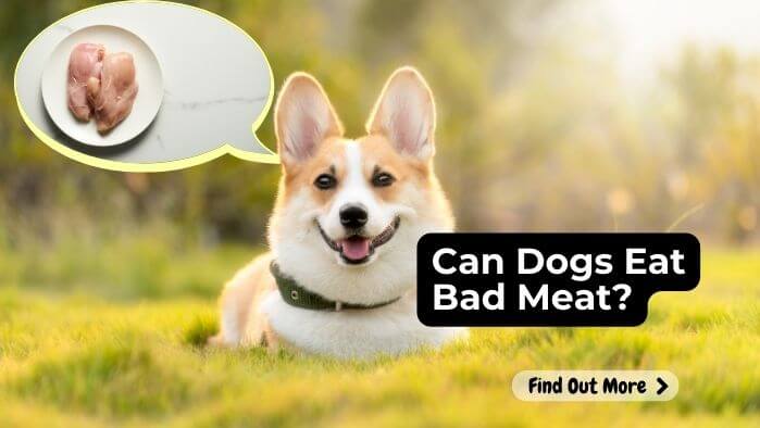 Can Dogs Eat Bad Meat