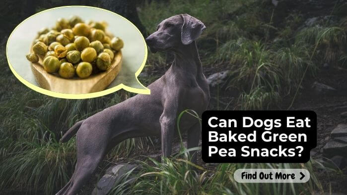 Can Dogs Eat Baked Green Pea Snacks