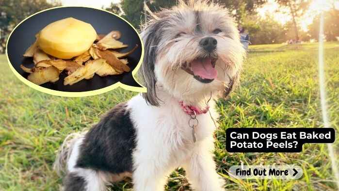 Can Dogs Eat Baked Potato Peels