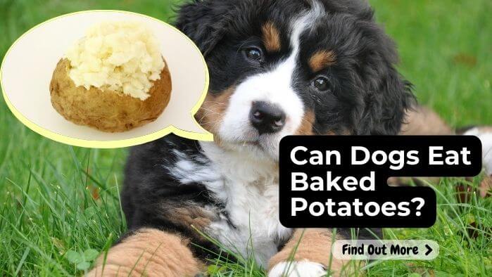 Can Dogs Eat Baked Potato