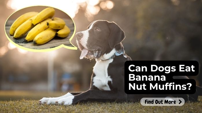 Can Dogs Eat Banana Nut Muffins?