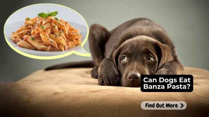 Can Dogs Eat Banza Pasta