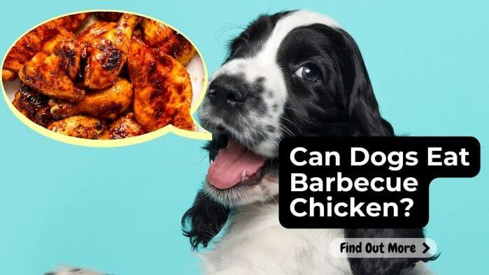 Can Dogs Eat Barbecue Chicken