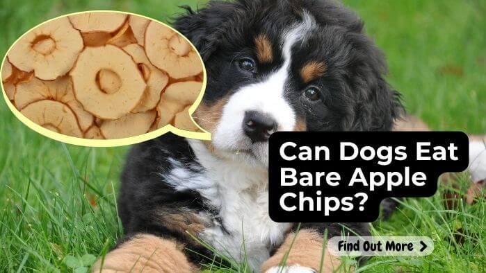 Can Dogs Eat Bare Apple Chips