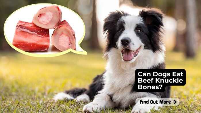 Can Dogs Eat Beef Knuckle Bones