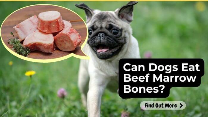 Can Dogs Eat Beef Marrow Bones