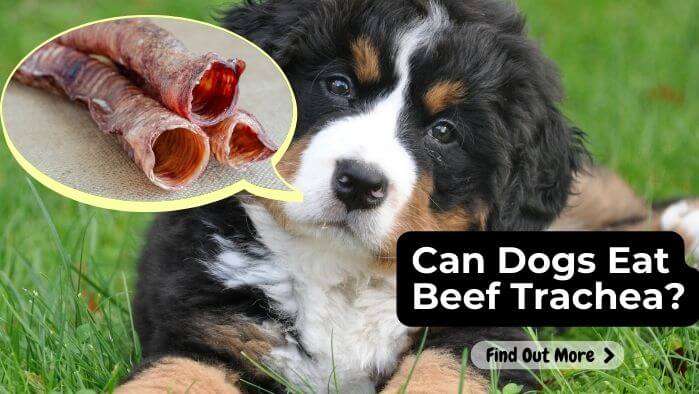 Can Dogs Eat Beef Trachea