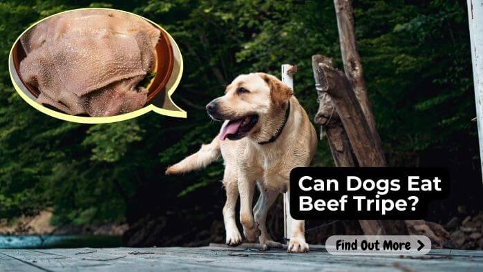 Can Dogs Eat Beef Tripe