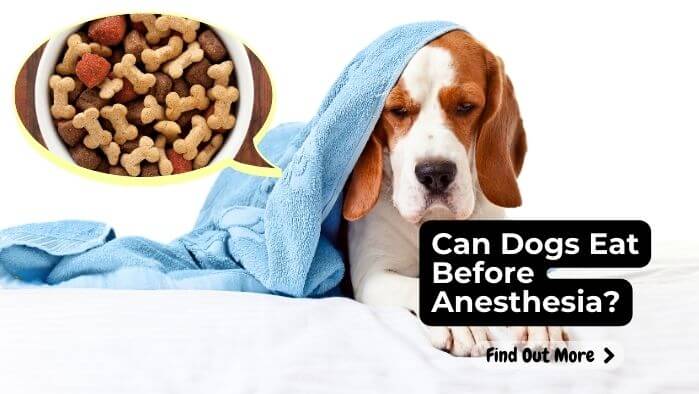 Can Dogs Eat Before Anesthesia