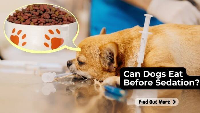 Can Dogs Eat Before Sedation