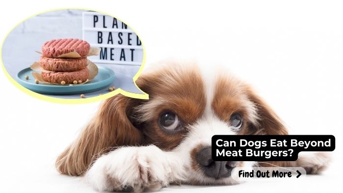 Can Dogs Eat Beyond Meat Burgers