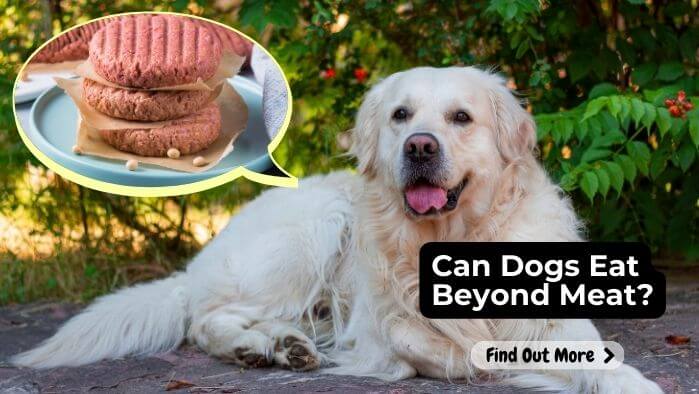 Can Dogs Eat Beyond Meat