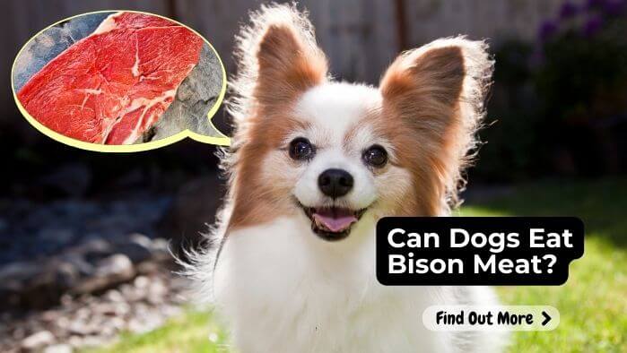 Can Dogs Eat Bison Meat