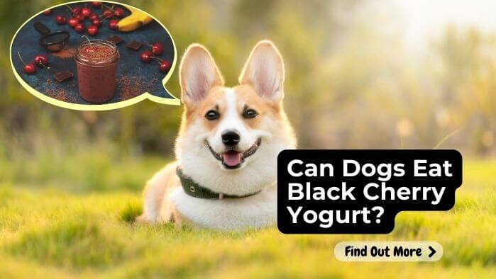 Can Dogs Eat Black Cherry Yogurt