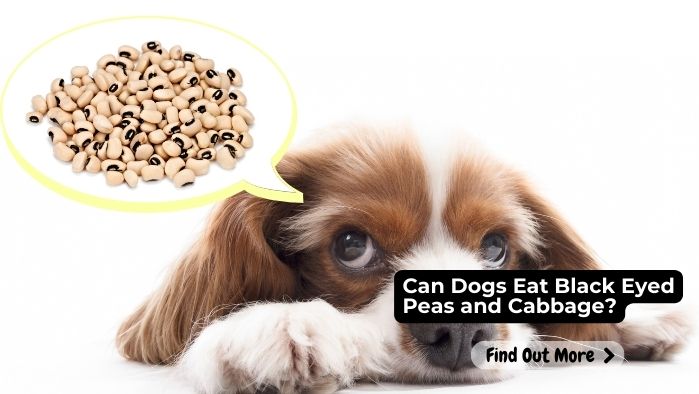 Can Dogs Eat Black Eyed Peas and Cabbage