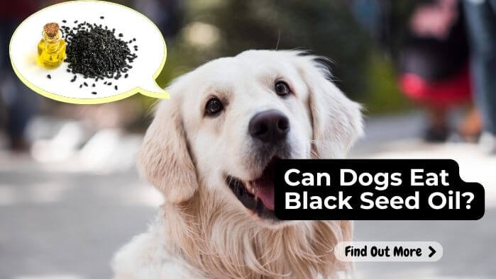 Can Dogs Eat Black Seed Oil