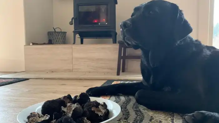 Can Dogs Eat Black Truffles?