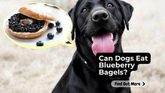 Can Dogs Eat Blueberry Bagels