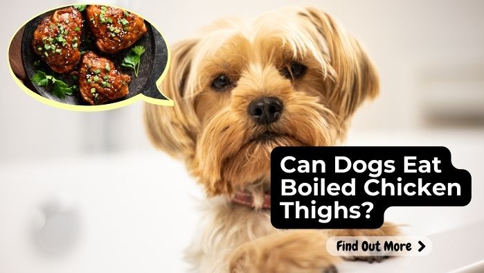 Can Dogs Eat Boiled Chicken Thighs