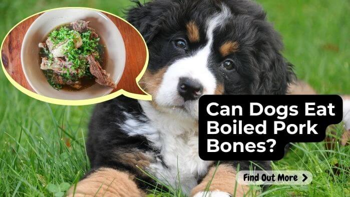 Can Dogs Eat Boiled Pork Bones