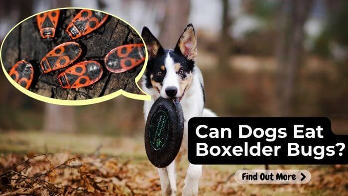 Can Dogs Eat Boxelder Bugs