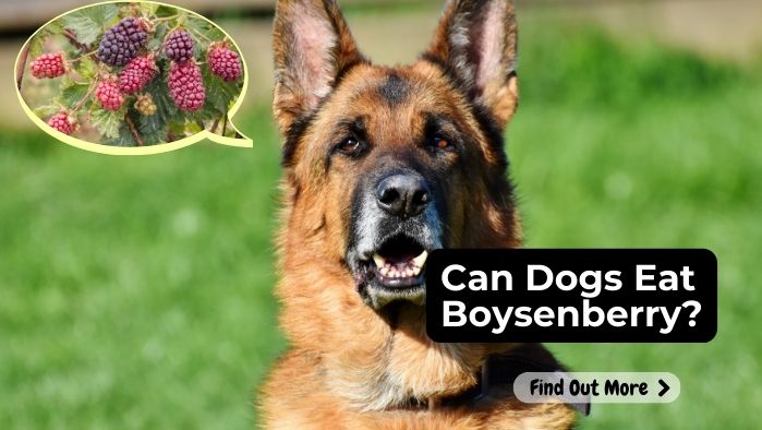 Can Dogs Eat Boysenberry