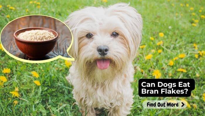 Can Dogs Eat Bran Flakes