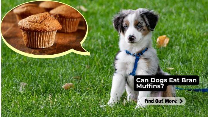 Can Dogs Eat Bran Muffins