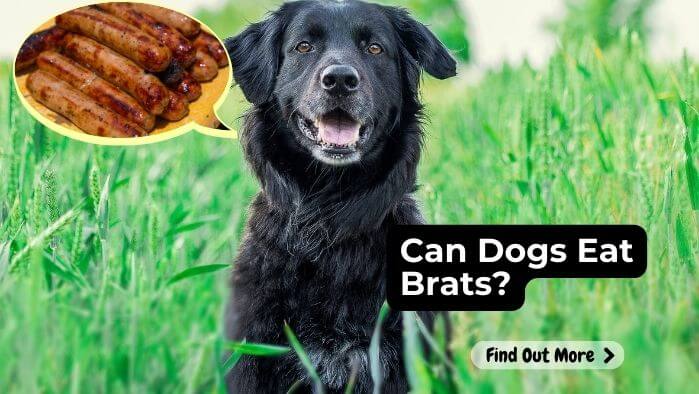 Can Dogs Eat Brats