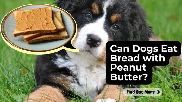 Can Dogs Eat Bread with Peanut Butter