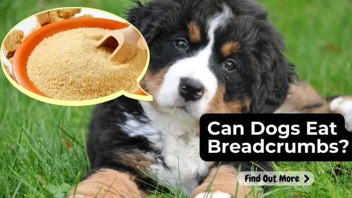 Can Dogs Eat Breadcrumbs