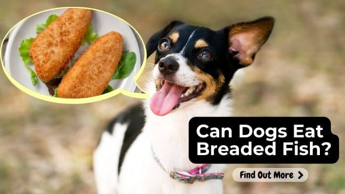 Can Dogs Eat Breaded Fish