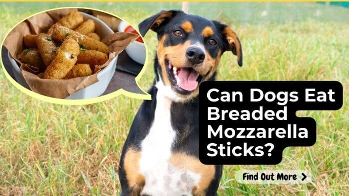 Can Dogs Eat Breaded Mozzarella Sticks