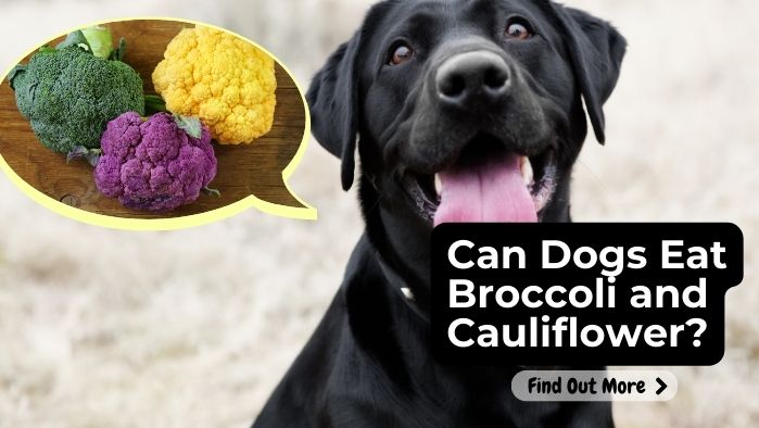 Can Dogs Eat Broccoli and Cauliflower?