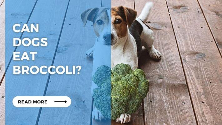 Can Dogs Eat Broccoli