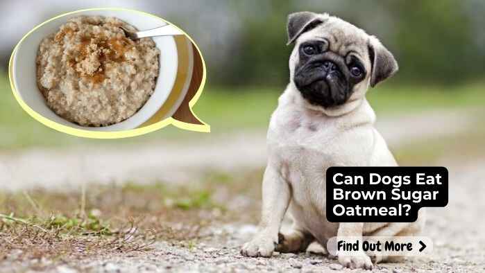 Can Dogs Eat Brown Sugar Oatmeal