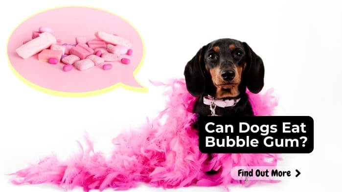 Can Dogs Eat Bubble Gum