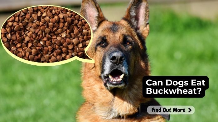 Can Dogs Eat Buckwheat