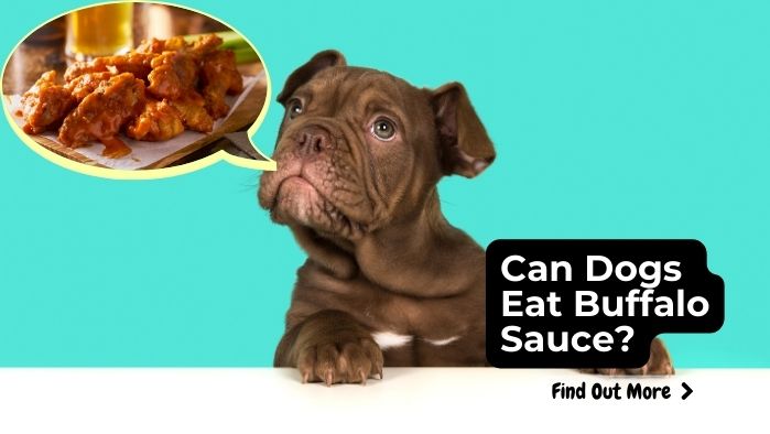 Can Dogs Eat Buffalo Sauce