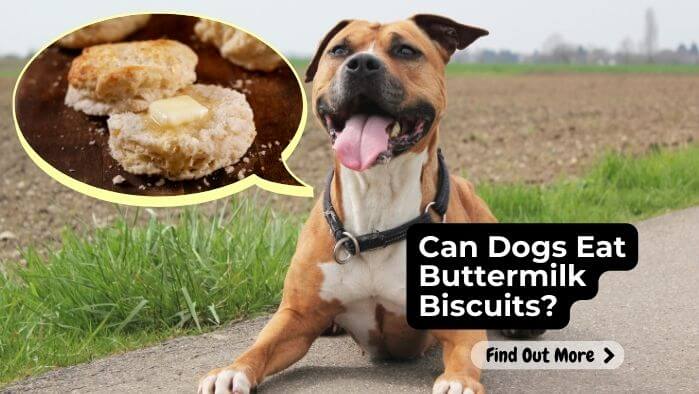 Can Dogs Eat Buttermilk Biscuits