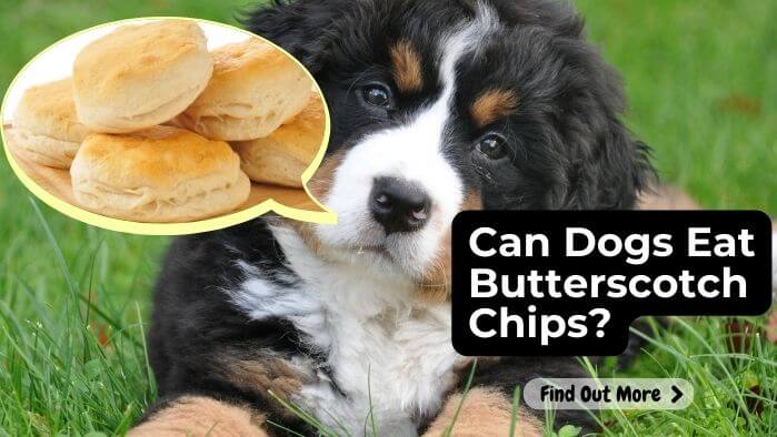 Can Dogs Eat Butterscotch Chips