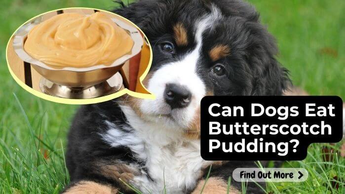 Can Dogs Eat Butterscotch Pudding