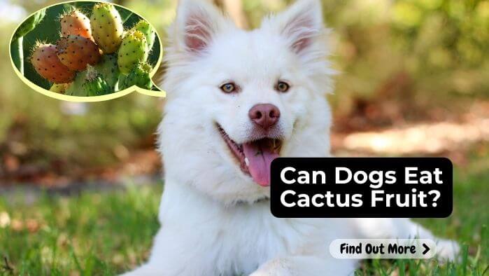 Can Dogs Eat Cactus Fruit