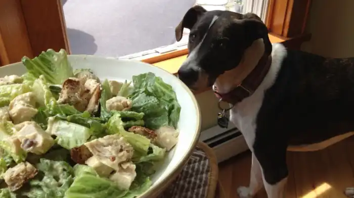 Can Dogs Eat Caesar Dressing?