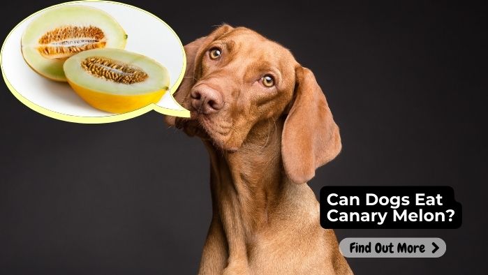 Can Dogs Eat Canary Melon